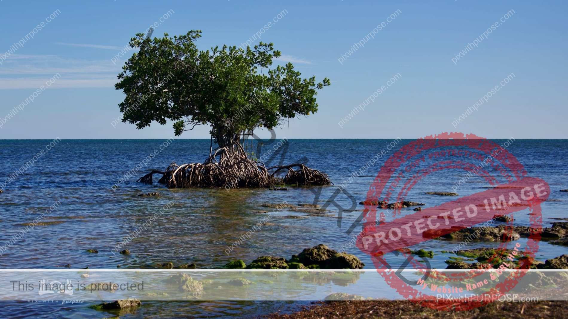 Florida Mangrove